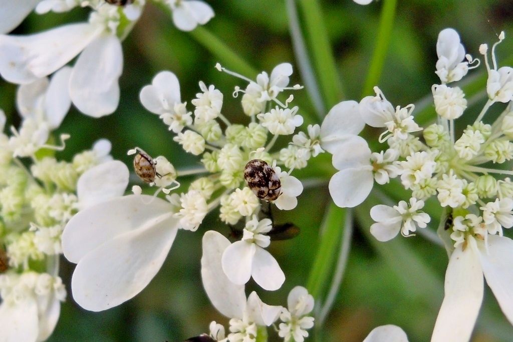 Dermestidae: cfr. Anthrenus verbasci